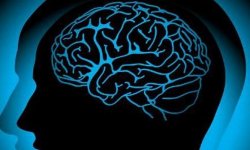 Влияние алкоголя на мозг и методы восстановления клеток мозга