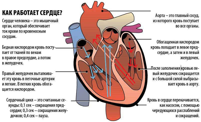 Давление в правом предсердии. Работа сердца. Схема работы сердца. Как работает сердце человека.