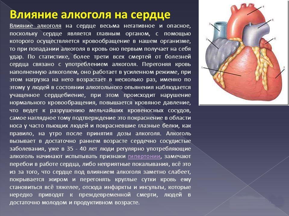 Может ли остановиться сердце. Влияние алкоголя на сердце и сосуды. Влияние алкоголятна сердце. Влияние алкоголя на се. Влияние спирта на сердечно сосудистую систему.